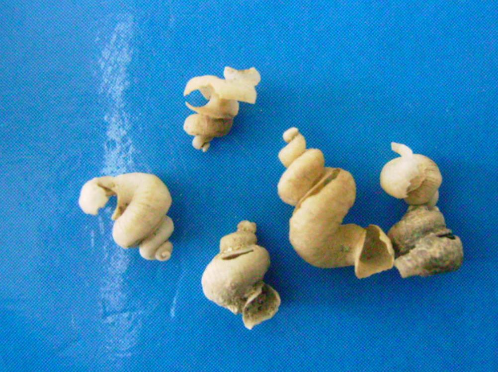 Tenagodus elisabettae